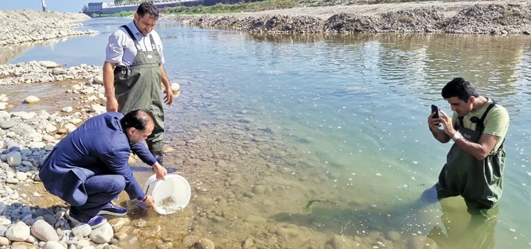 رهاسازی بچه ماهیان آزاد دریای کاسپین در رودخانه چشمه‌کیله تنکابن به مناسبت هفته پدافند غیرعامل 